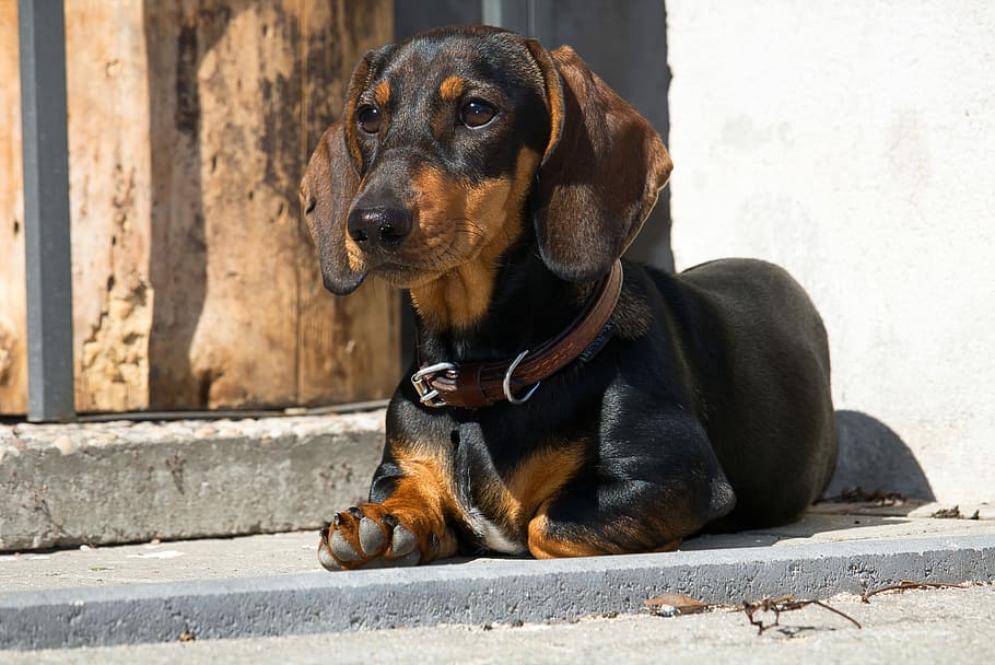 foto de enfoque, adulto, negro, bronceado, perro salchicha, acostado, suelo, perro, mascota, animal joven
