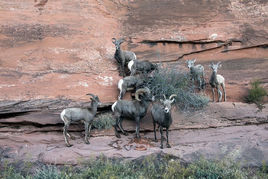 brown, mountain goats, wall, daytime, Big Horn Sheep, Colorado, Mountain, mountainside, wildlife, animals
