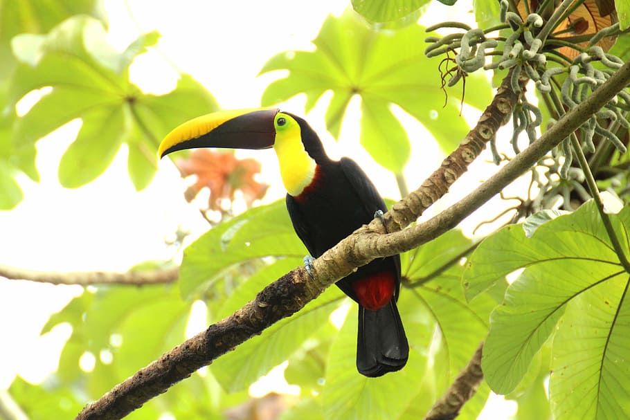 kuning, hitam, merah, toucan, coklat back-toucan, costa rica, amerika tengah, tropis, burung, karibia