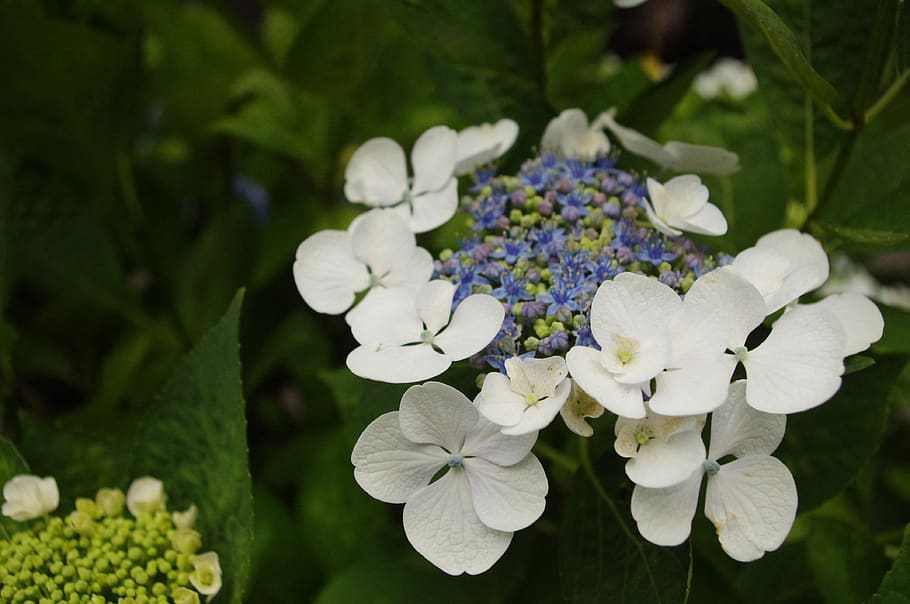 Fotos flores de hortensias blancas y moradas libres de regalías | Pxfuel