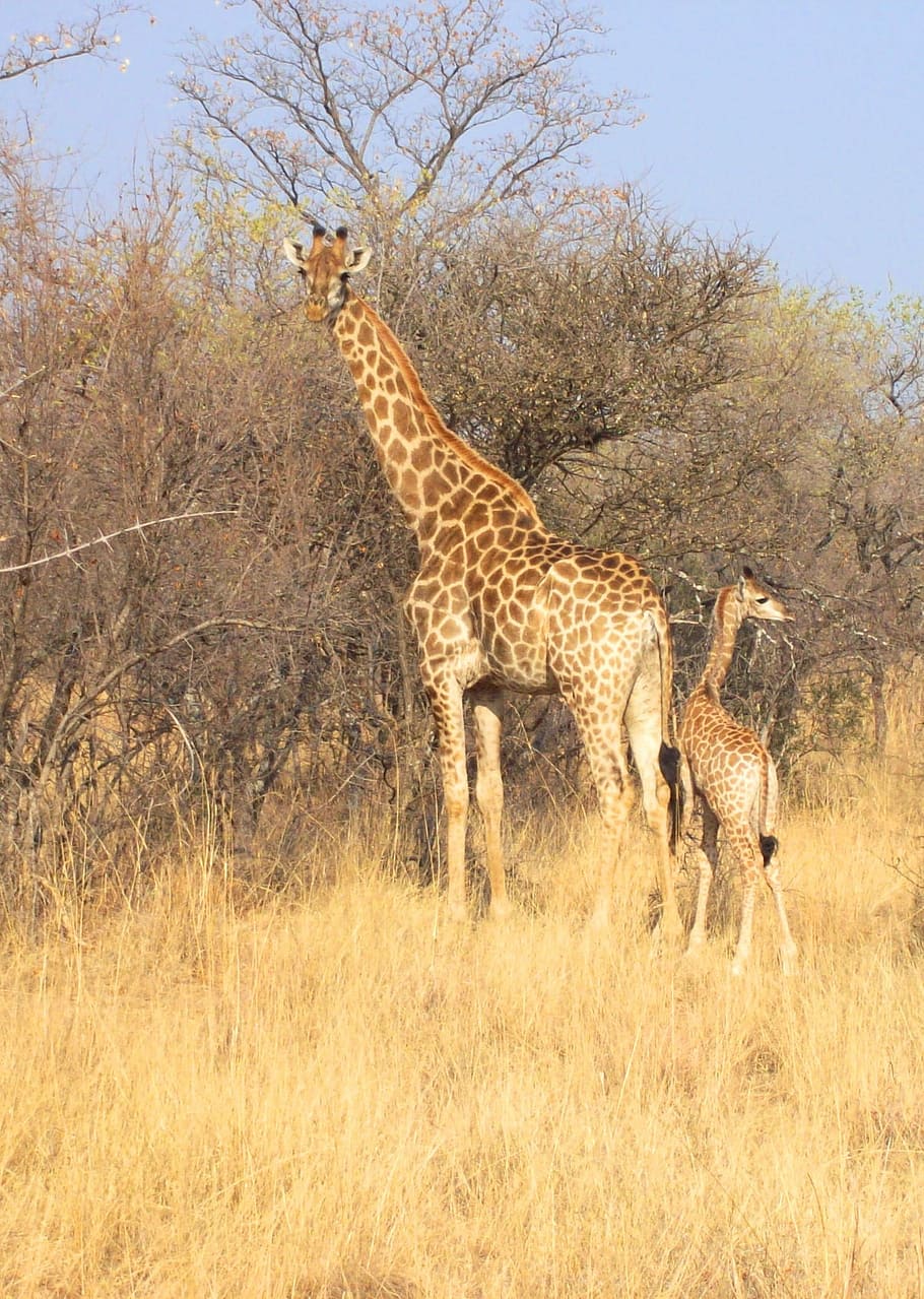 南アフリカ, アフリカ, 公園, 動物, 野生, 哺乳類, 自然, 荒野, 大きな, サファリ