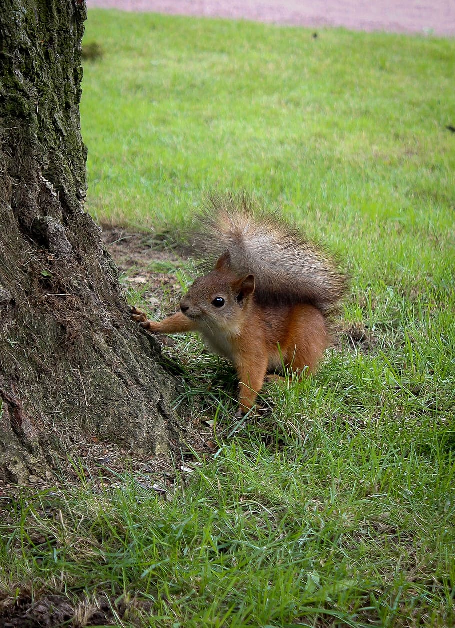 Squirrel, Tail, Fluffy, Walnut, rasa ingin tahu, satu hewan, hewan liar, hewan margasatwa, rumput, tema hewan