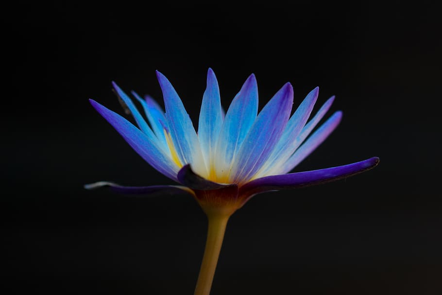flor, azul, pétala, escuro, preto, natureza, planta com flor, close-up, frescor, inflorescência