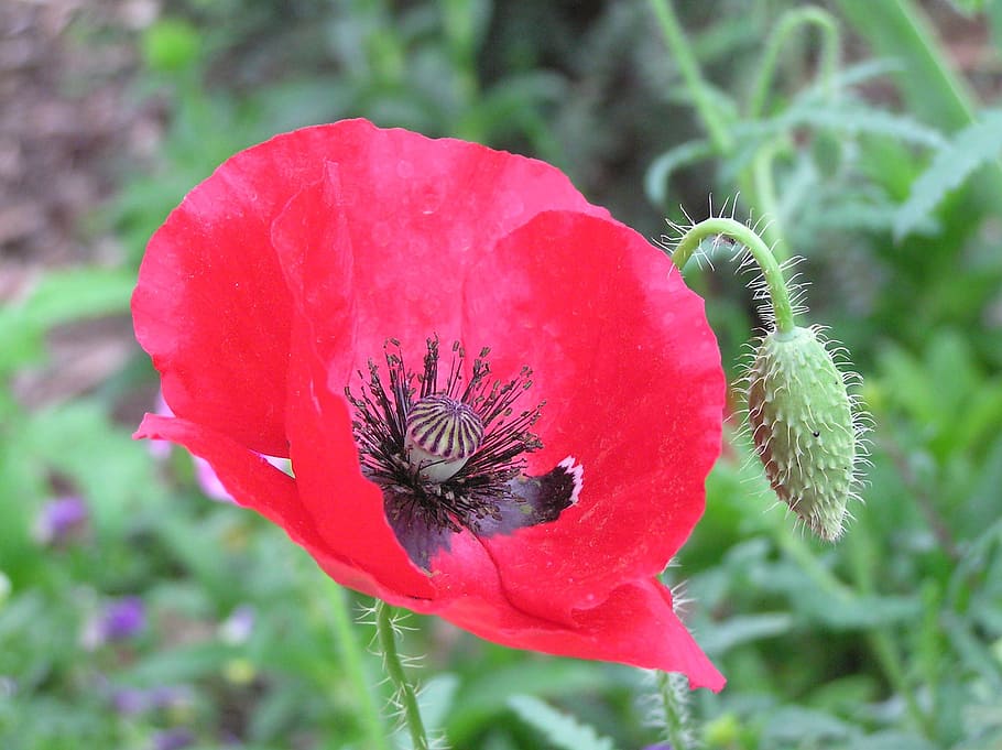 Día del Recuerdo, Amapola, Flor, Guerra, rojo, floral, recuerdo, armisticio, británico, paz