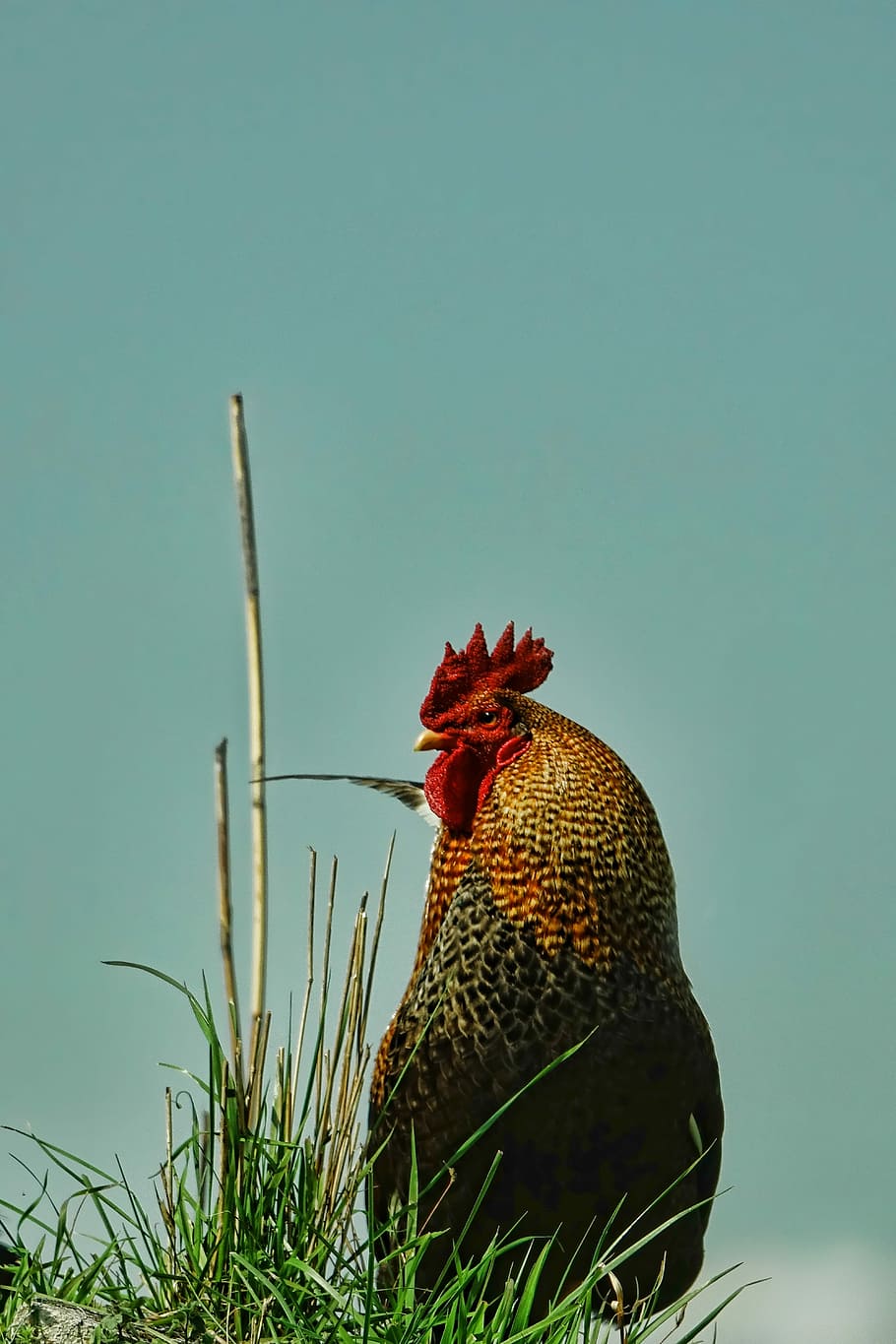 rooster, standing, grass field, nature, bird, hahn, animal world, plumage, animal themes, one animal