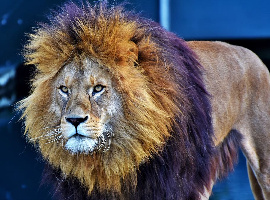 brown, lion, focus phoot, cat, predator, big cat, lion's mane, mane, wild, carnivores