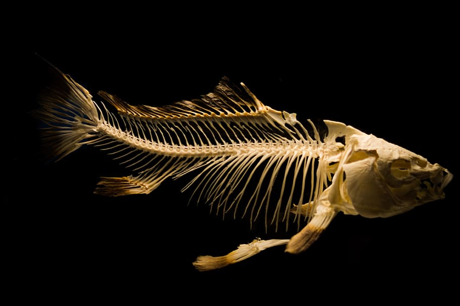 white, fish carcass taxidermy, skeleton, fish, ancient, bones, ocean, dead, black background, studio shot