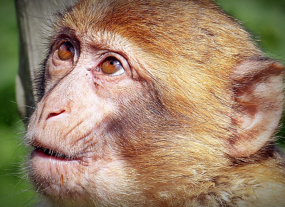 close-up photo, brown, monkey, barbary ape, primate, young animal, animal, portrait, nature, thinking