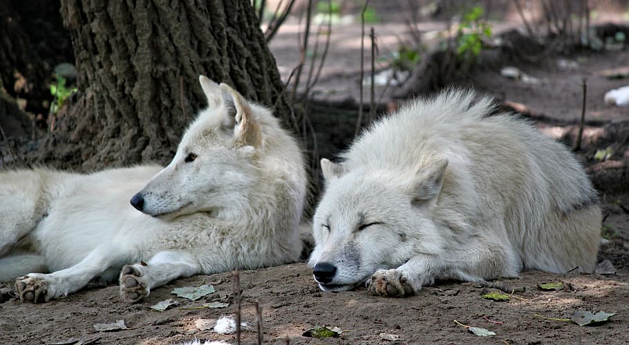 волки, арктика, белые, пара, лежа, отдыхает, зверь, животные, зоопарк, животное