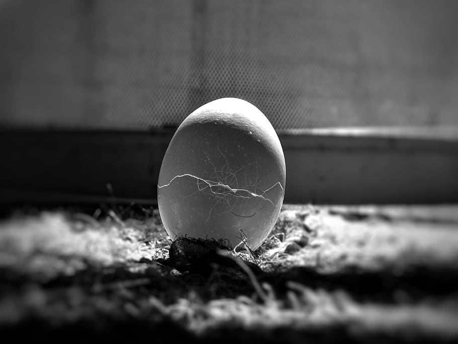 egg, cracks, food, nature, blur, dark, desktop, b w, black white, ball