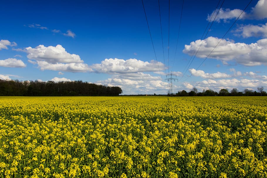 summer, field of rapeseeds, landscape, field, yellow, rape blossom, plant, agriculture, clouds, blue