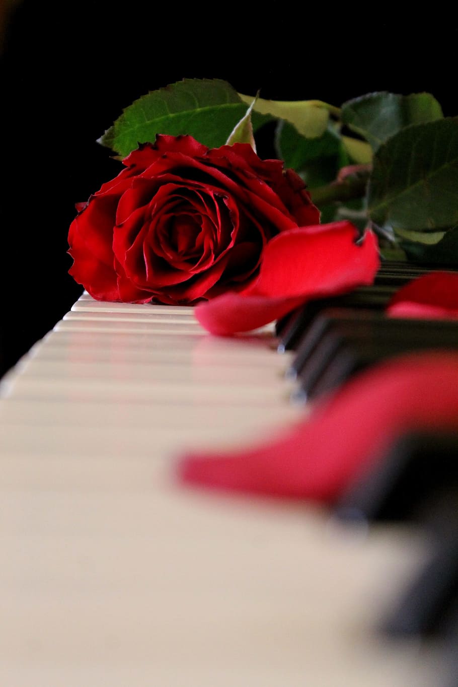 red, rose, piano keyboard, piano, music, flower, flowering plant, beauty in nature, rose - flower, petal