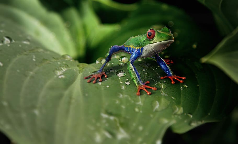 macro shot photography, green, frog, top, leaf, animal, animal world, exotic, tropical, colorful