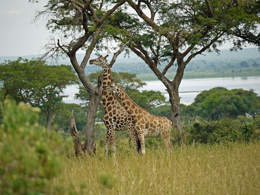 girafa de rothschild, uganda, par, animal selvagem, girafas, áfrica, parque nacional, savana, animais, machos