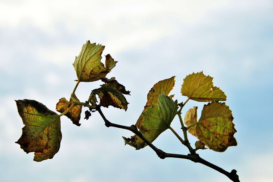 grape vine, vine, leaves, grape, green, yellow, drying, decaying, winter, plant part