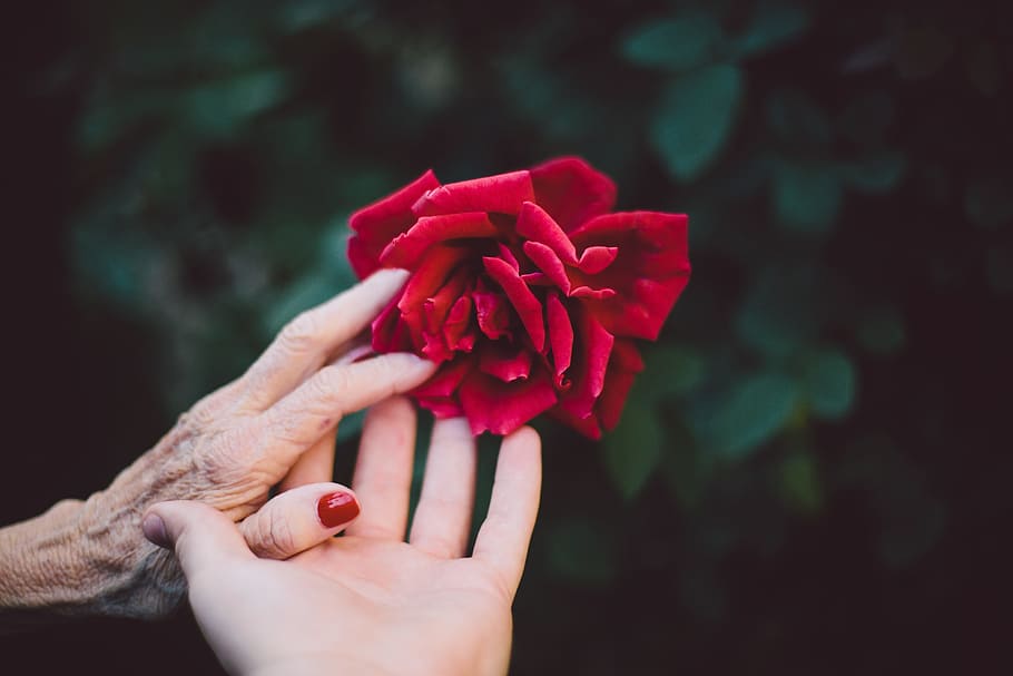 person, touching, red, rose, flower, red rose, bloom, blossom, elderly, flora