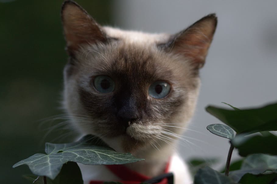 gato, birmano, ojos azules, escondido, hojas, agradable, Doméstico, mascotas, temas de animales, animal
