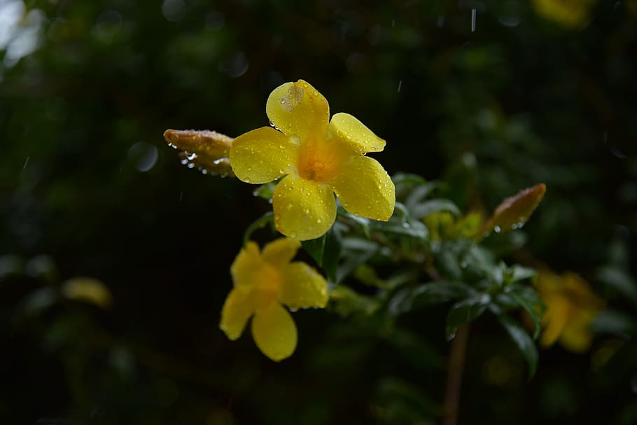 flower, yellow, nature, rain, garden, beautifull, plant, beauty in nature, growth, fragility