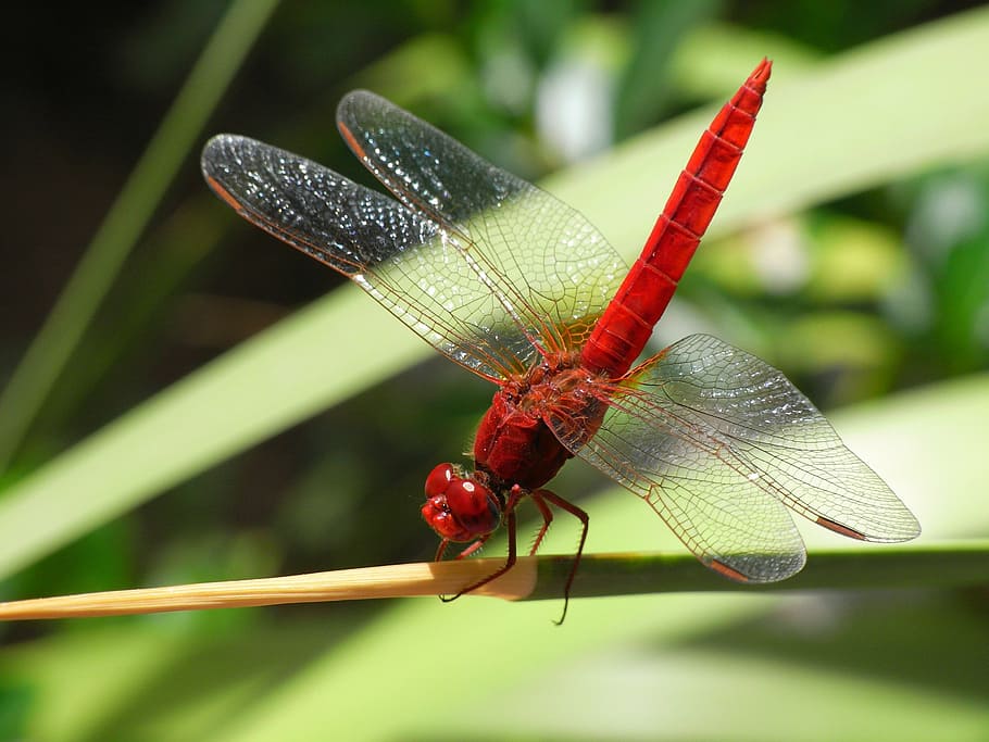 roseate dragonfly, green, leaf plant, dragonfly, insect, common skimmer, bug, macro, white-tailed, orthetrum albistylum