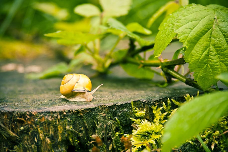 brown, snail photo, daytime, snail, home, reptile, housing, animal, nature, speed