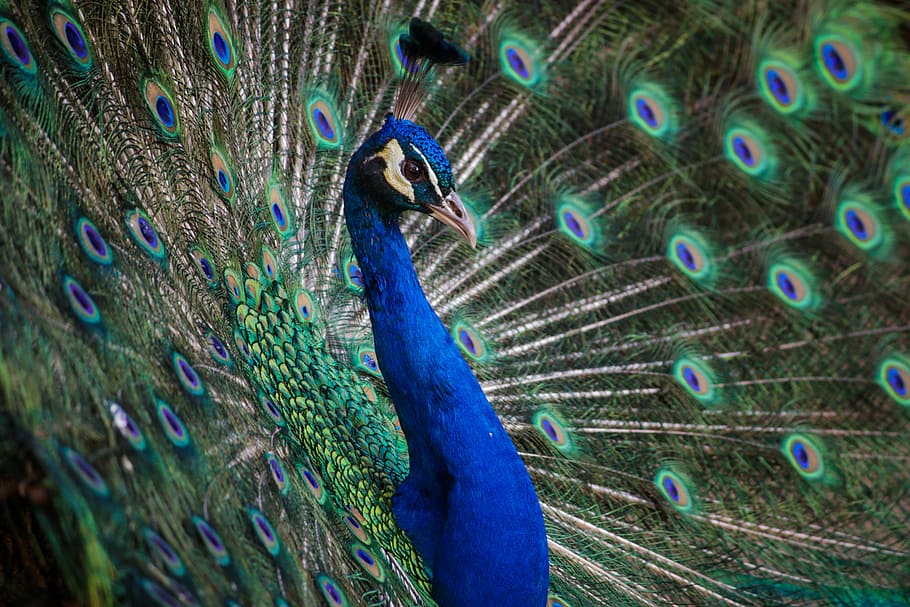 peacock, macro shot, peafowl, blue, feather, bird, animal, zoo, wildlife, nature