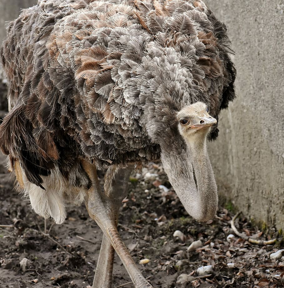 animal beside wall, bouquet, cute, bird, poultry, feather, young animal, wildlife photography, animal, ostrich head