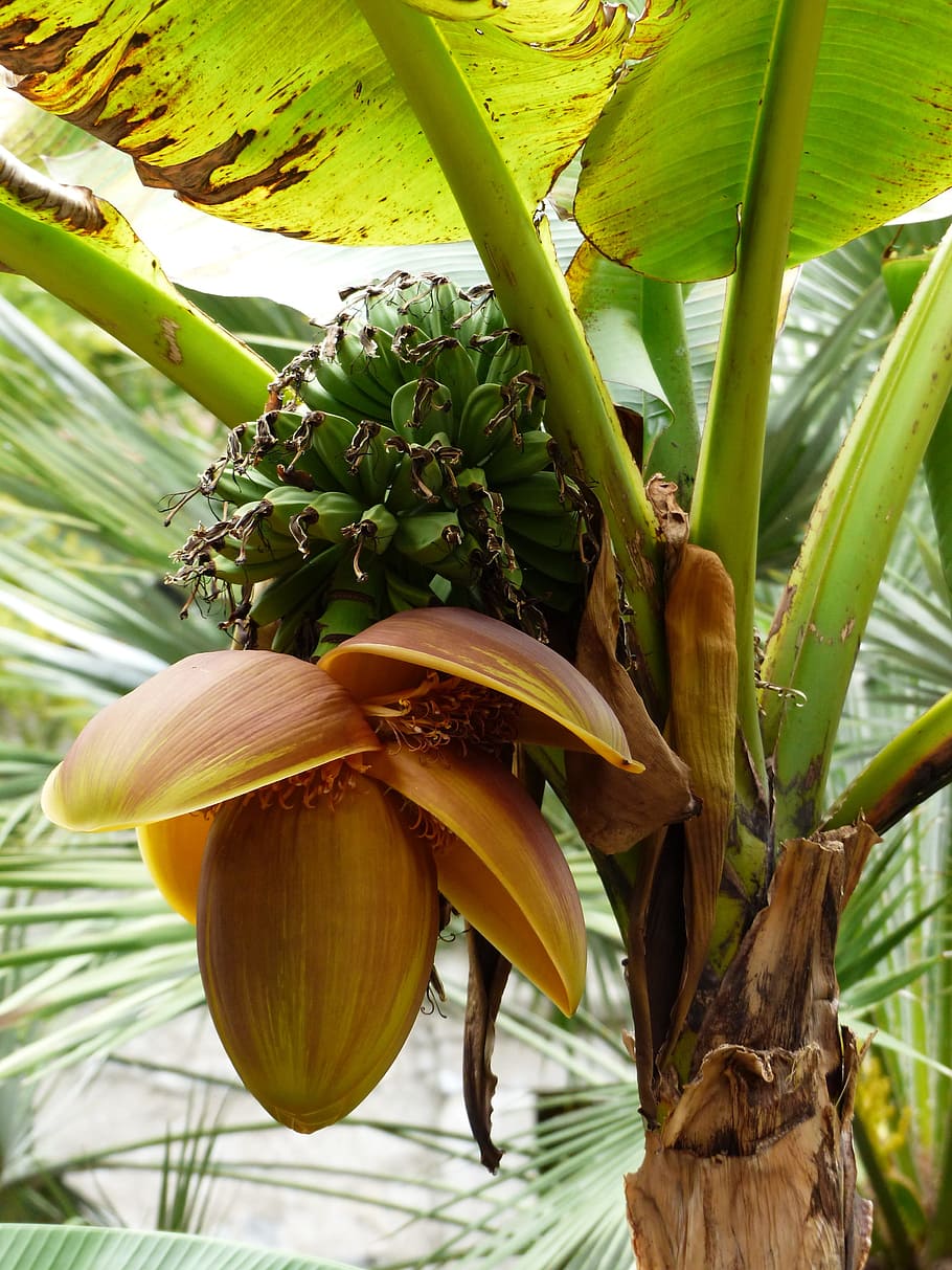 Bananas, Arbusto de banana, Planta, arbusto, verde, imaturo, bananeira, cultivo, frutas, frutas tropicais
