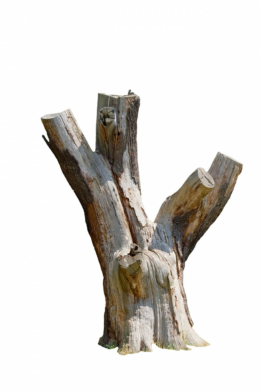tres tronco, árbol, tocón, muertos, primer plano, textura, corteza, aislado, blanco, fondo