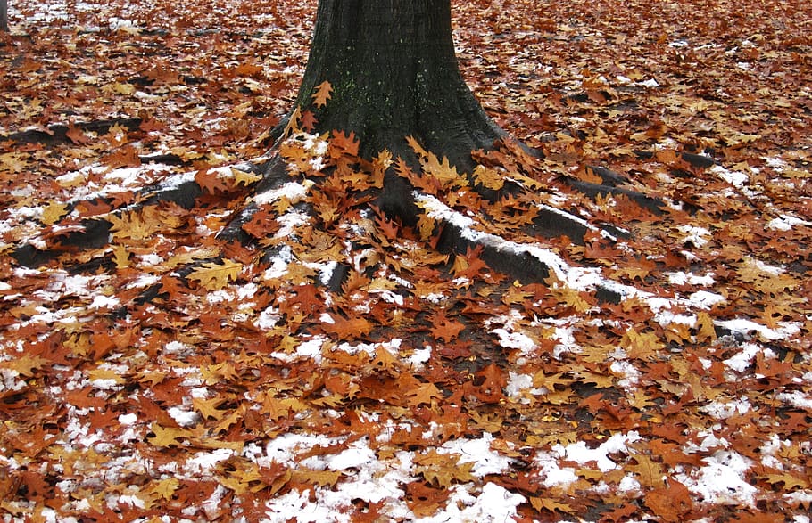 first snow, leaves and snow, american oak, log, tree trunk and leaves, leaves, oak leaves, snow in the autumn, season, spitz oak