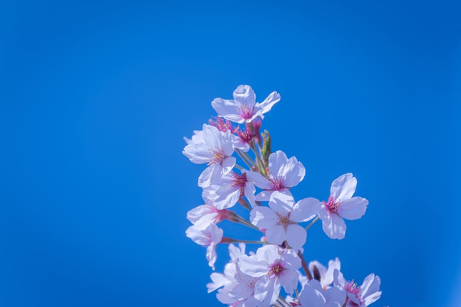 flowers, natural, plant, vivid, cherry blossoms, spring, pink, in full bloom, blue sky, landscape