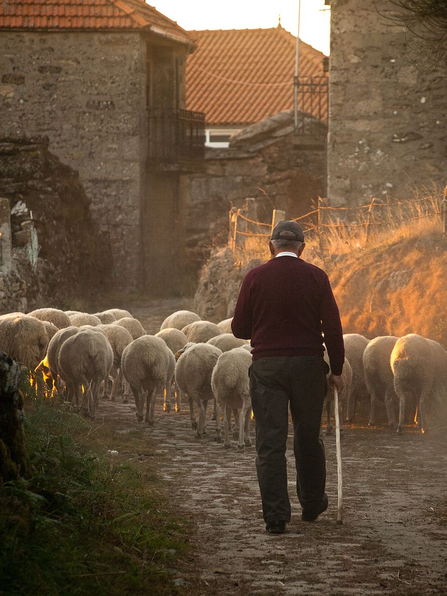hombre, caminar, detrás, manada, ovejas, granjero, rural, pastoreo, ganado, agricultura