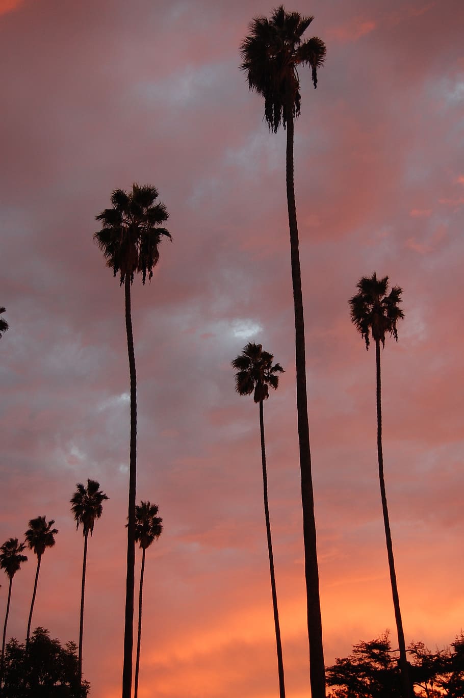 palm trees, palms, sunset, tree, orange, clouds, pink, sky, nature, paradise