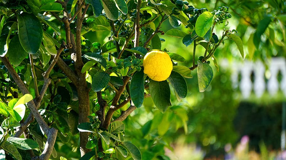 limón, árbol, fruta, naturaleza, cítricos, planta, amarillo, limonero, verde, fresco