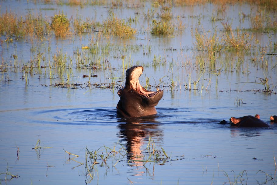 hippopotamus, hippo, water, river, nature, africa, safari, botswana, chobe, foot