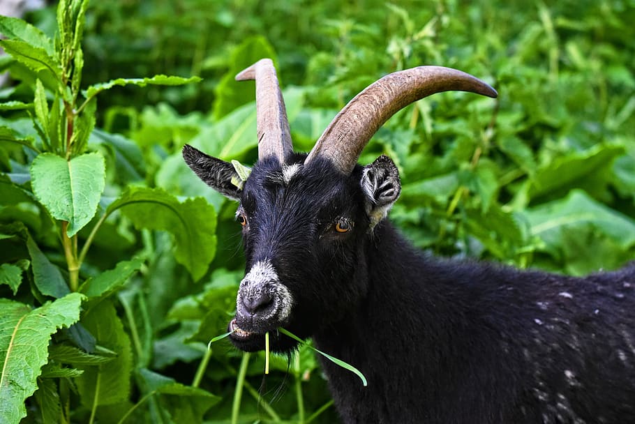 negro, cabra, al lado, verde, plantas, durante el día, cabra doméstica, animal, mamífero, rumiante