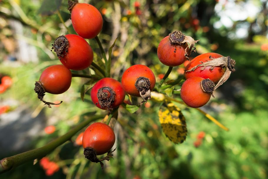 Rose Hip, Rosa Canina, Fruit, Red, Green, red, green, yellow, wild rose, nature, plant