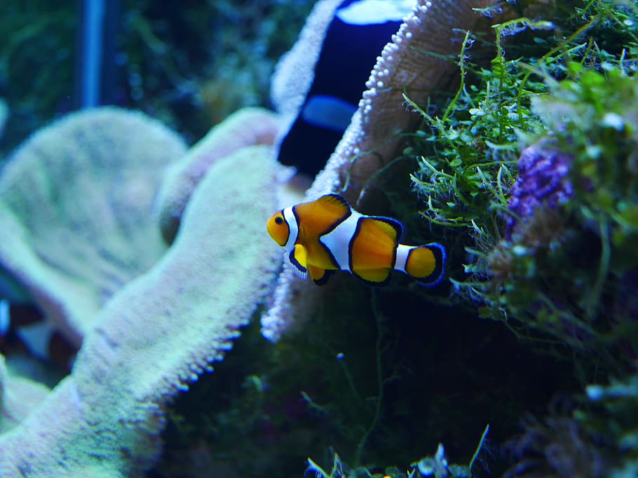 Finding Nemo, Clownfish, Coral, nemo, sea, fish, underwater, undersea, sea life, swimming