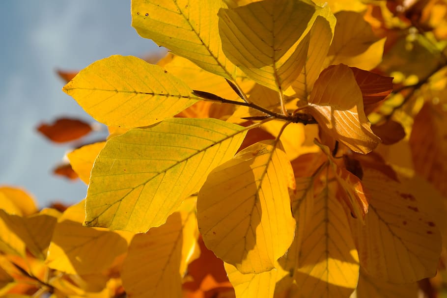 Beech, Leaves, Fall Color, Color, Yellow, beech leaves, yellow, yellow brown, golden, autumn, fagus sylvatica