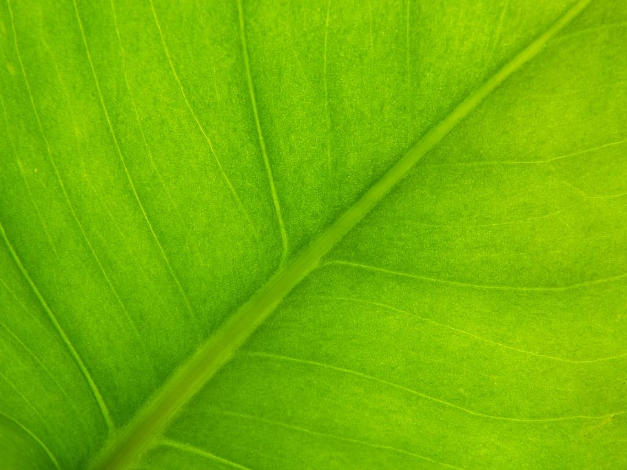 background, texture, vegetable, green, leaf, photosynthesis, plant, vein, plant part, green color