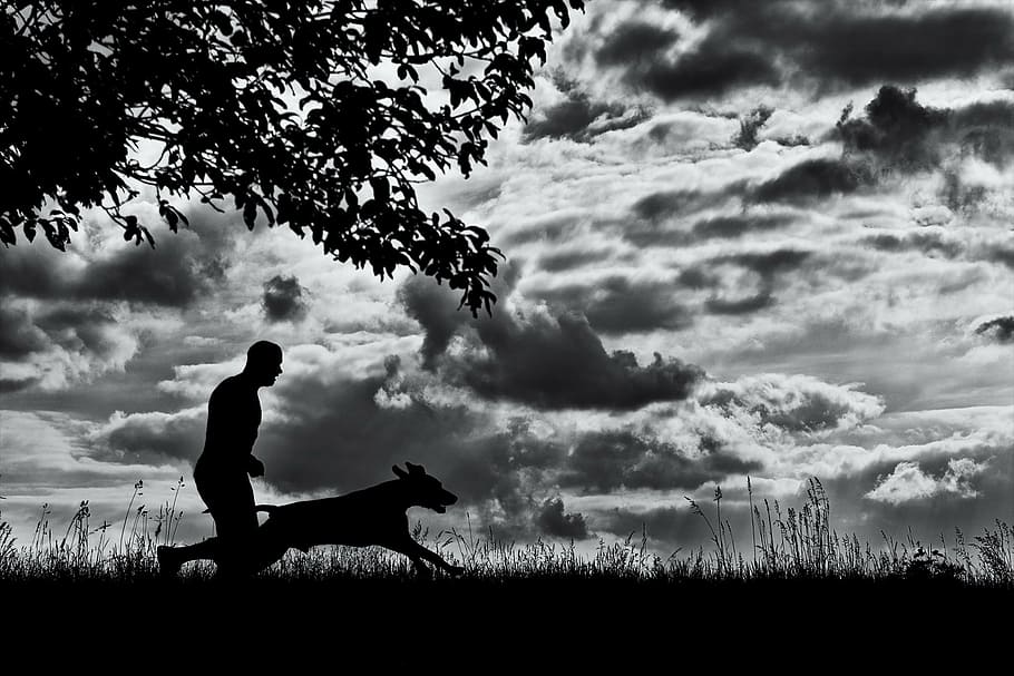 silueta, perro, hombre, corre, campo de hierba, perro corriendo, hombre y perro, una persona, solo un hombre, solo adultos