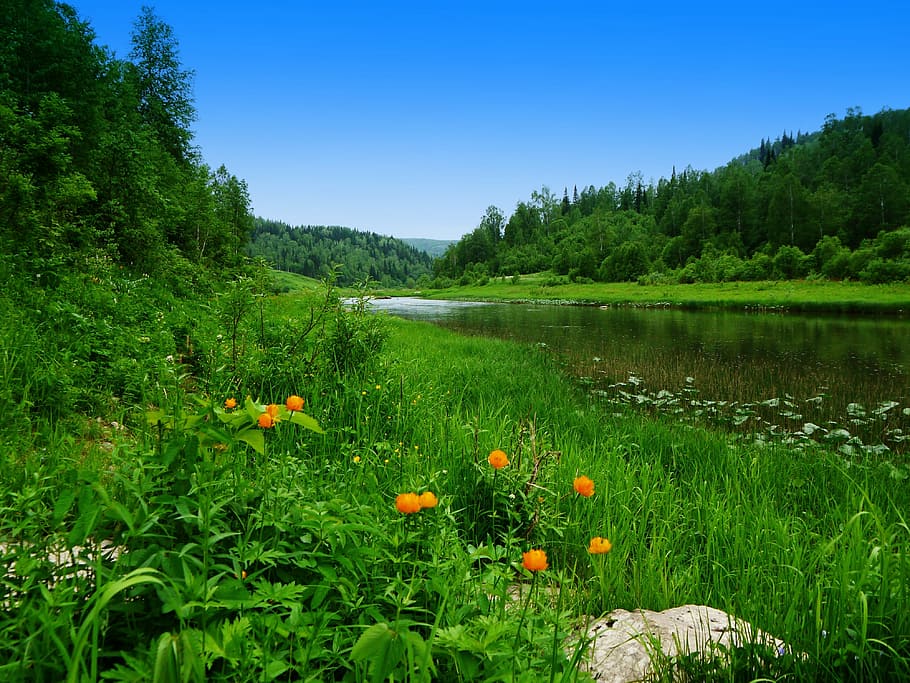 rio, floresta, dia, junho, sibéria, natureza, árvore, cor verde, paisagens, verão
