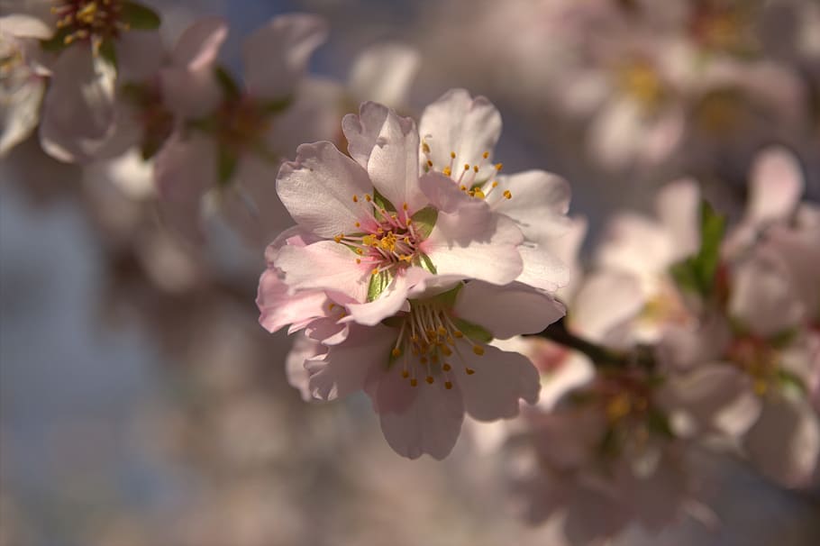 flower, plant, nature, almond, inflorescences, almond blossoms, color almond, tree, branch, spring