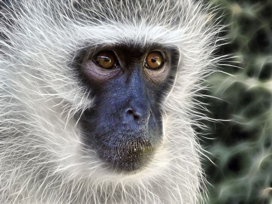 vervet monkey, monkey, female, fractal, fur, primate, animal, close-up, face, eyes