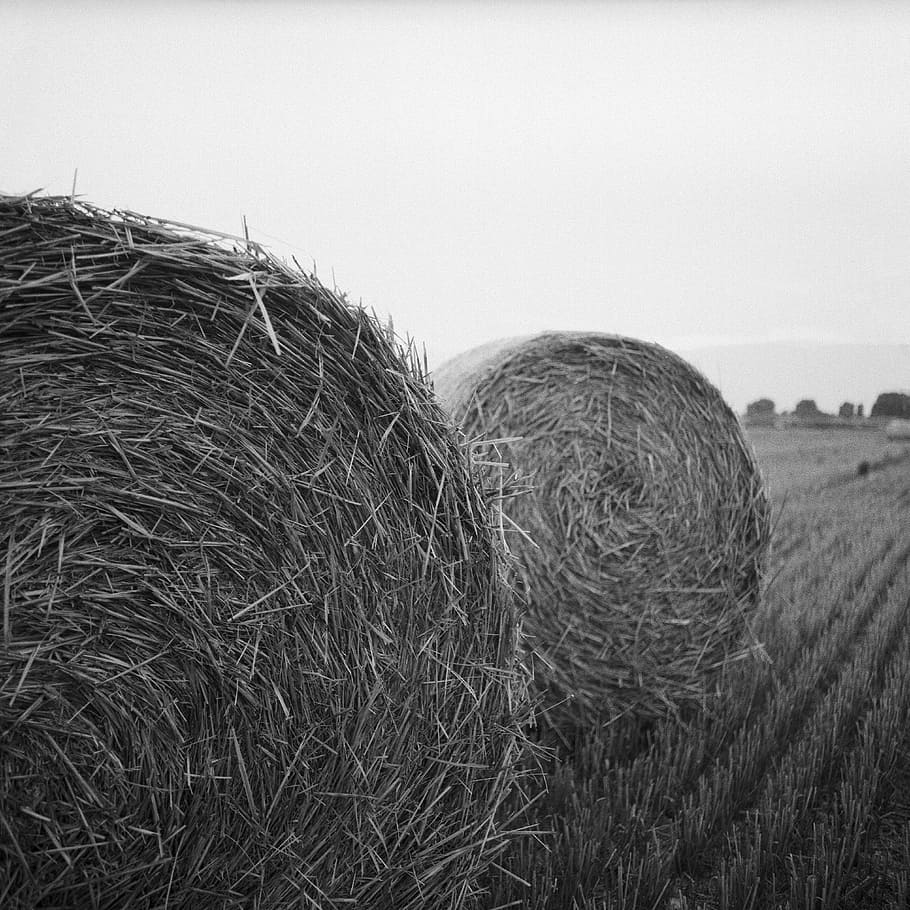 Hay, rolls, scale, photography, bale, agriculture, field, farm, sky, land