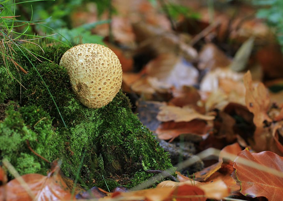 Mushroom, Forest, Nature, bovist, autumn, plant, moist, moss, fouling, leaves