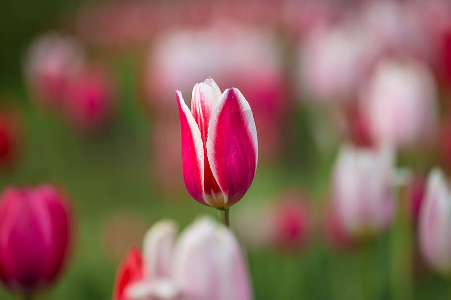tulipán, terry, primer plano, tulipán doble, primavera, jardín de flores, flores, flor, generosamente, floración