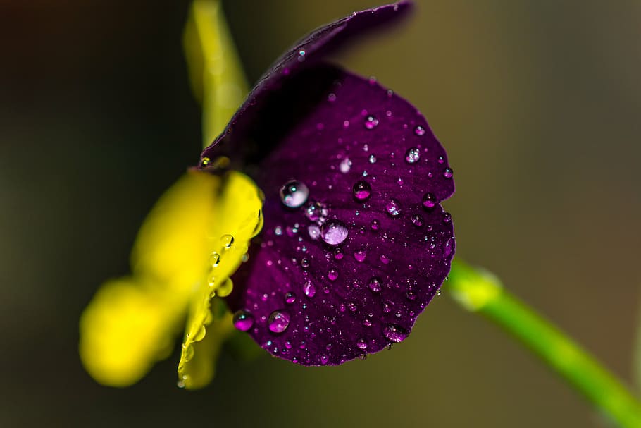 closed-up photography water dew, purple, flower, closeup, photography, drops, waters, petaled, flowesr, petal