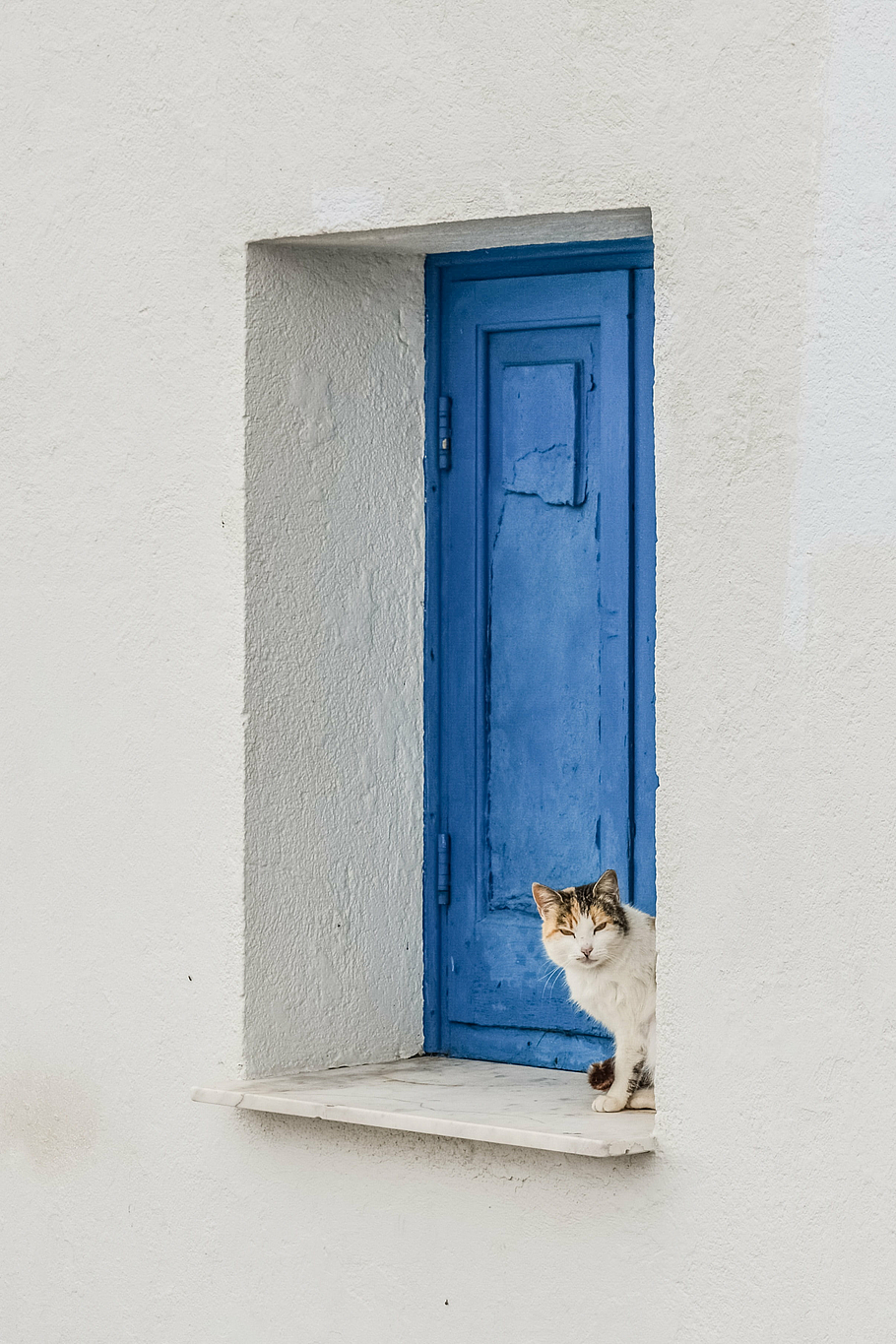 belacu, kucing, biru, kayu, jendela, mata-mata, imut, hewan, keingintahuan, mencari