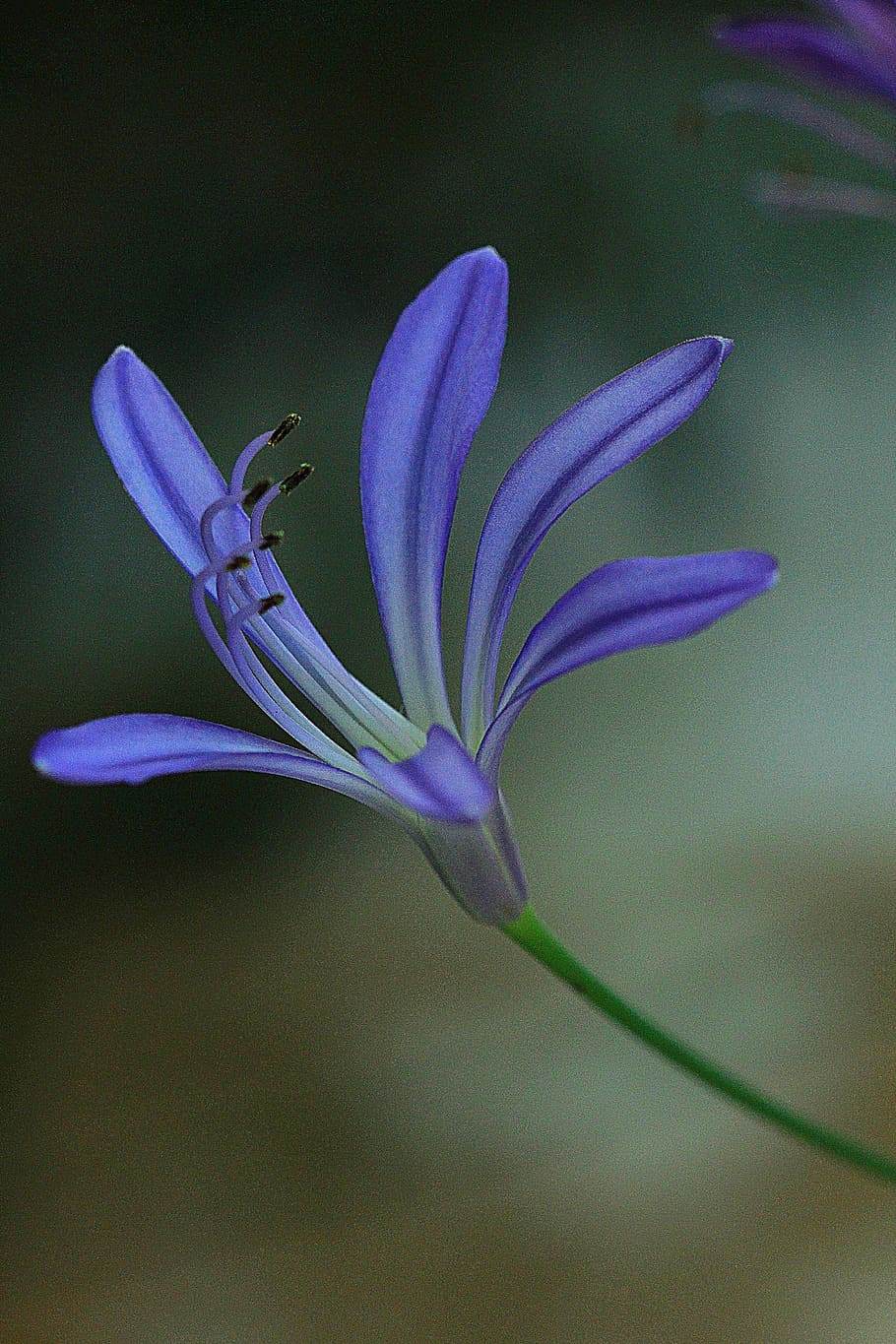 purple, lily, nile flower, close-up photography, flower, agapanthus, floral, plant, natural, blossom