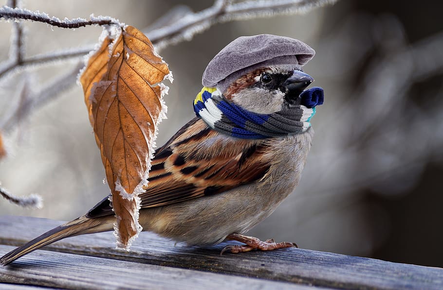brown, bird, hat, scarf, sparrow, frost, feather, plumage, cold, sweet